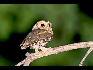 17 Owl, Flammulated Female moan