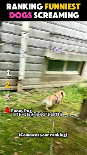 Ranking funniest dogs screaming 😂