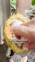 BRUT. Spécial Guyane - Ils cultivent du cacao tout en respectant l'environnement