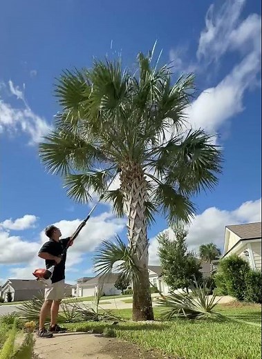 SABAL Palm trimming, Florida