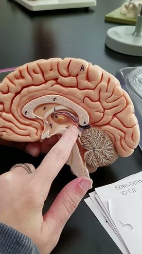 Brain Labeling, Diencephalon//Thalamus