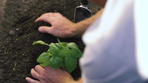From starting seeds to snipping for salads, here’s the 101 on this favorite herb. | Fiskars