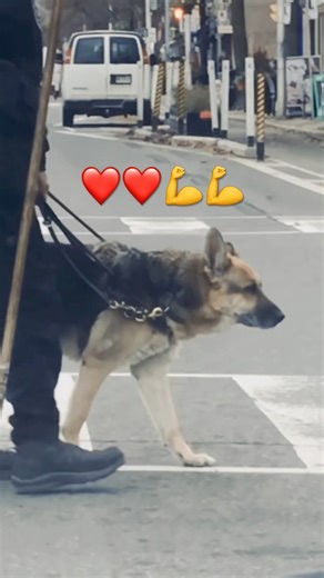 Dog helping the person with blind service dog is a hero dog #dogshorts #dog #servicedog