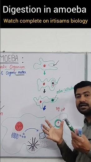 digestion in amoeba by irtisam biology chapter 12 class 11 #biologyclass12
