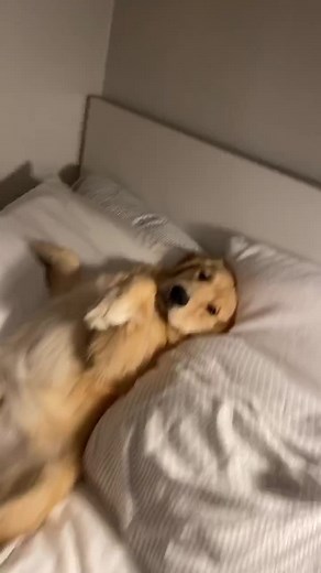 Caught in the act #fyp #goldenretriever #foryou #StanleyPup #dogsoftiktok