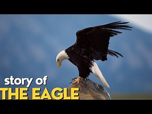 STORY OF THE EAGLE | Documentary video with all details about EAGLE.