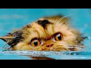 Cats survive explosion: boat explodes, pets swim to safety