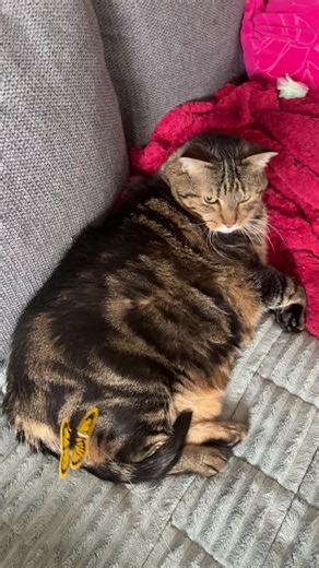 Discovering Butterflies: A Rainbow of Colors