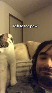 Catch these paws! 🐾🥊😾 #WWE #Cats #FunnyCat | The Pet Collective