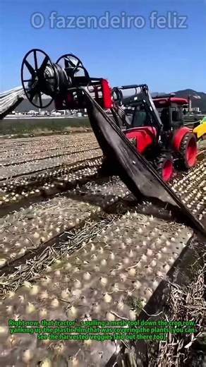 Tractor-Powered Film Removal: Quick Trick for Field Cleanup #FarmHacks #CropHarvestPrep