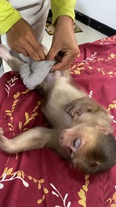 This Monkey’s Got SWAG! 😎🐒 #StylishMonkey | Monkey Fans