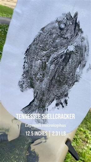 DIY Gyotaku on a big ole Shelkcracker!! #fishing #shellcracker #art #spring