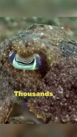 How This Fish Cheats Everyone 🤯