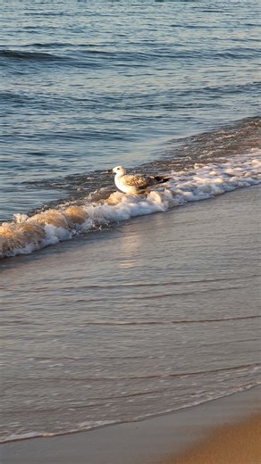 Seagull, Sea, Waves. Free Stock Video