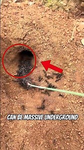 This Ant Nest Will Blow Your Mind