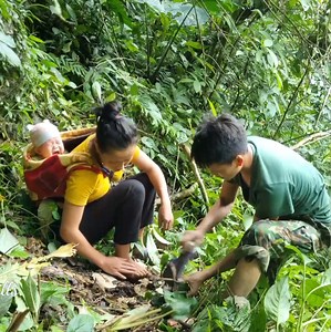 21K views · 191 reactions | went to get a banana tree and suddenly fell into an animal trap, survival skills | Bhalaha | Facebook