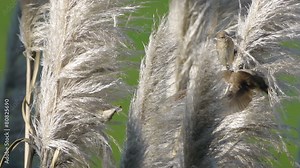 Finches Grabbing Nest Material