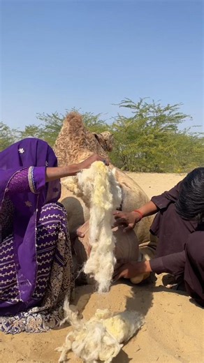 رغوة بيضاء على الجمل 🐫 منظر غريب وجميل في الصحراء