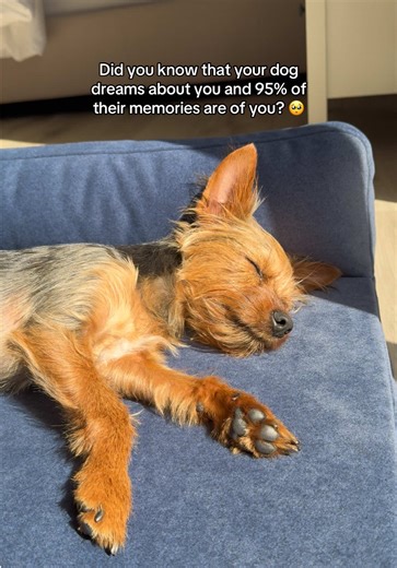 Understanding Dog Dreams: What Your Dog Sees