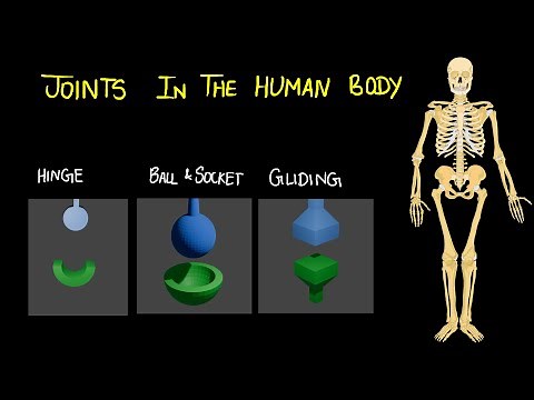 Joints | Muscular and Skeletal System | Middle School | Science | Khan Academy
