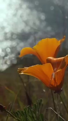 11K views · 732 reactions | Getting lost in the beauty of nature | Tim Janis | Facebook