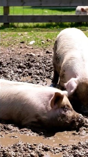 AI Pig Farming Academy Longer Pig Educational Videos Available. #farming #pigfeed #cow #farm