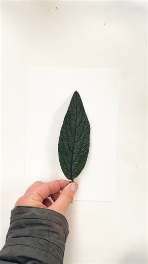 I thought I would share a print of a leaf for a change today… I always find it so exciting to see what happens, particularly when the leaves are heavily textured like this one. Viburnum rhytidophyllum, commonly known as leatherleaf viburnum, is an evergreen shrub native to China. Its glossy, dark green leaves, which are wrinkled or "leathery" in texture were very interesting to monoprint with. The name "rhytidophyllum," means "wrinkled leaf" in Greek. The flowers are small, but numerous and frag