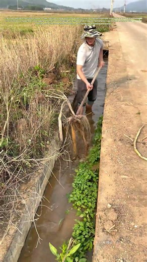 Ditch Dilemma: How a Shovel Clears the Way for Water Flow