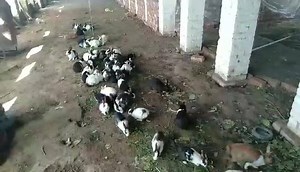 20 reactions · 7 comments | Rabbit farming in Pakistan | Daska Engineering | Facebook