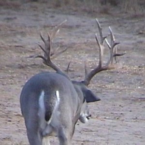 10K views · 181 reactions | Usually mule deer are the ones that have...