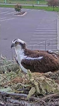Iris And New Potential Mate Spruce Up The Osprey Nest In Hellgate Canyon