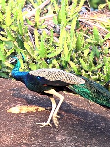 Peacock | 𝐍𝐚𝐭𝐮𝐫𝐞 𝐏𝐡𝐨𝐭𝐨𝐬 𝐁𝐨𝐨𝐤