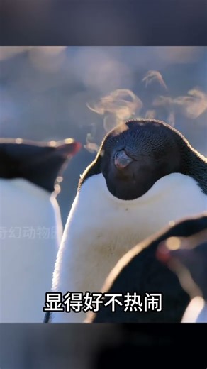 有心的鵝終成眷屬！看完這集你會哭笑不止，動物世界最搞笑的一幕 #动物世界 #动物解说 #科普 #纪录片 #搞笑