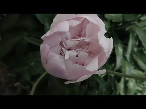 Трансляция 378