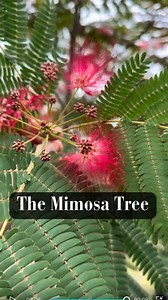 402K views · 5K reactions | Mimosa trees come in various varieties, each with unique traits. The classic Mimosa tree is known for its fern-like foliage and fluffy pink flowers. Evey’s Pride boasts profuse pink blooms, while Summer Chocolate stands out with bronze-colored foliage. Despite differences, all are drought-tolerant and attract butterflies. #smithsgardentown #mimosatree #mimosa #gardening #landscapedesign #texastrees #bloomingtree | Smith's Gardentown | Facebook