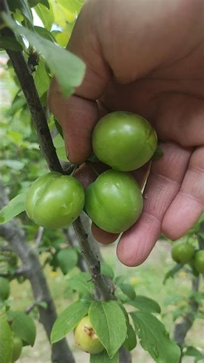Green Plum Harvest