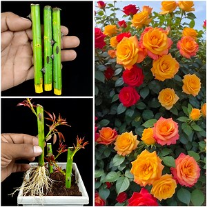 5.2K views · 89 reactions | How to propagation rose tree from rose cutting || Rose propagation in home | Nakshi Katha Design | Facebook