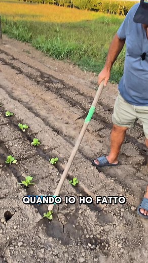 156K views · 605 reactions | Per far ATTECCHIRE il RADICCHIO PRECOCE io faccio così! #orto #vegetablegarden #huerto #radicchio #radicchioprecoce #radish | L’orto di Umberto | Facebook