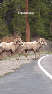 Big horn sheep crossing the road in the Rocky Mountain National Park. #rams #bighornsheep #coloradowildlife #fyp #coloradoadventures #Colorado #wildlifephotography #reels | Colorado Adventures