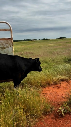 21 reactions · 9 comments | It’s not just cattle management, but also land management. We pride ourselves in living the old prayer of “where the grass is green and stirrup high”. If the land is barren we wouldn’t have cattle, if we didn’t have cattle we’d all be pretty darn hungry. | Swisher Beef Co. | Facebook