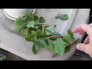 Rooting Crape Myrtle Cuttings- Summer Attempt
