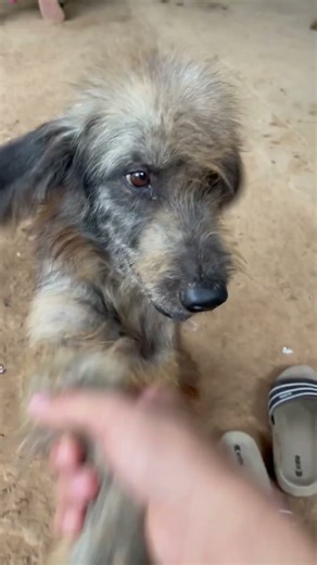 Akko – My Tall, Fluffy, and Super Calm Dog | Funny & Adorable Moments – BA ដើរលេង