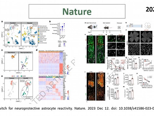 Nature—科学家揭示了调控“神经毒性”和“神经保护”星胶亚群相互转变的分子开关
