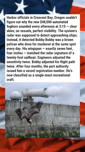 NEW AUTOMATED FOGHORN ONLY ACTIVATES FOR A PELICAN 🦆🌫️😂