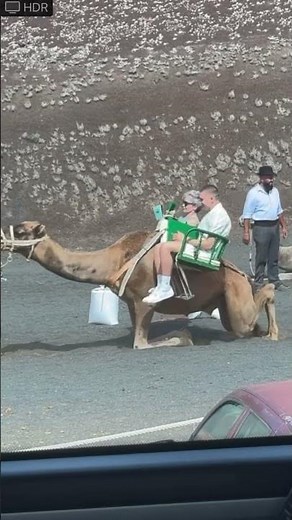 Arabian Camel Standing Up in Lanzarote