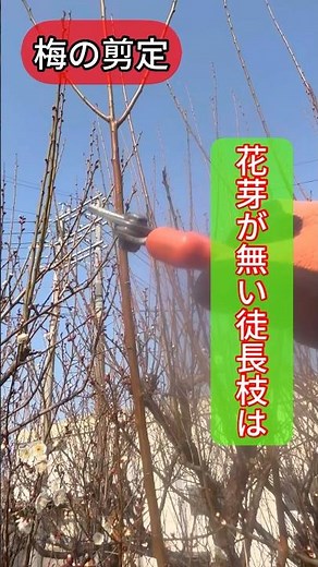 【梅の剪定】花芽が有る無いで切り方を変える#庭師