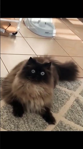 ✨Cats Hearing Weird Sounds for the First Time 😹💨