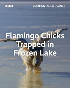Weighed down by salt and ice from a frozen lake, can these flamingo fledglings make an escape? | BBC Earth