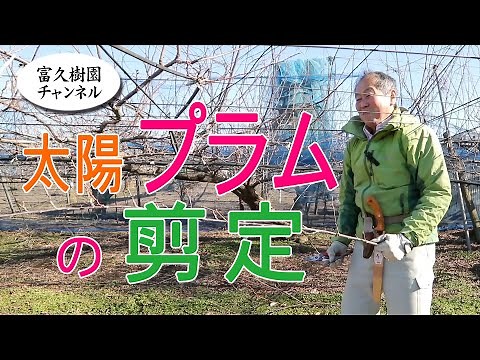 太陽プラムの剪定