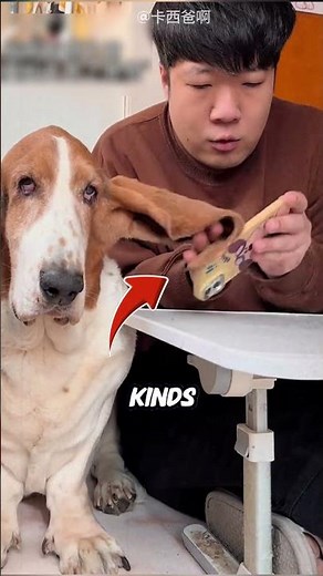 The Doggy With the Longest Ears Ever